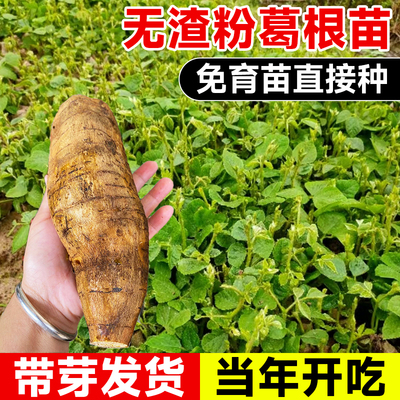 速发正宗无渣粉葛根苗带芽种子名贵药材种植苗南方黄金粉曷种苗种