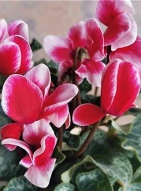 仙客来盆仙栽带花养仙鹤来花M30575_o客来小苗仙鹤来花盆开栽好活