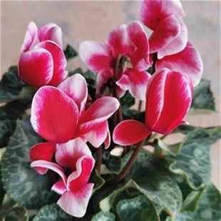 仙客来盆仙栽带花养仙鹤来花M30575_o客来小苗仙鹤来花盆开栽好活