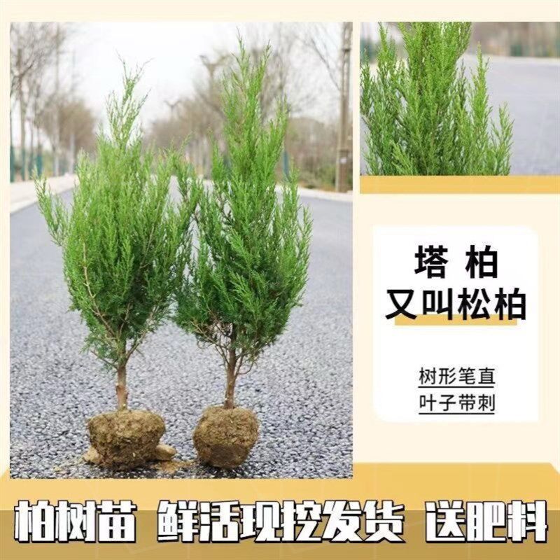小众高货塔柏松柏侧柏树苗扁柏圆柏松树宝塔松龙柏苗柏树绿化坟前