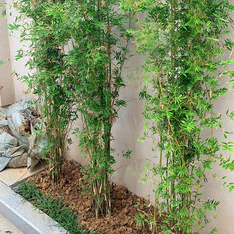 丛生凤尾竹c盆栽竹子庭院观赏植物微型盆景米竹苗室内阳台四季常