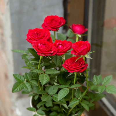网红玫瑰花盆栽带花苞室内植物四季开花不断好养花卉绿植小月季苗