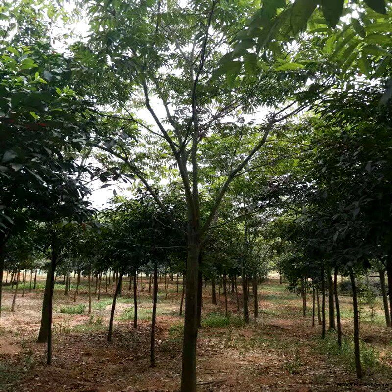园林绿化苗木无患子树苗落叶乔木无患子树3-20公分无患子树苗基地