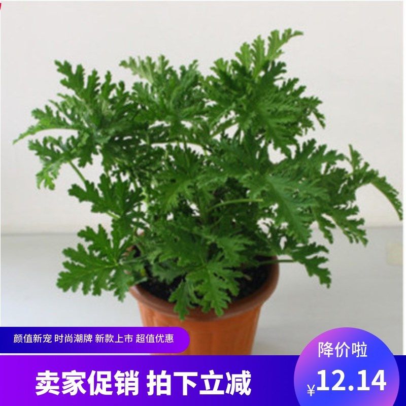 新品香茅草盆栽香草植物驱蚊草苗室内花苗驱蚊夏季不在怕蚊子咬花