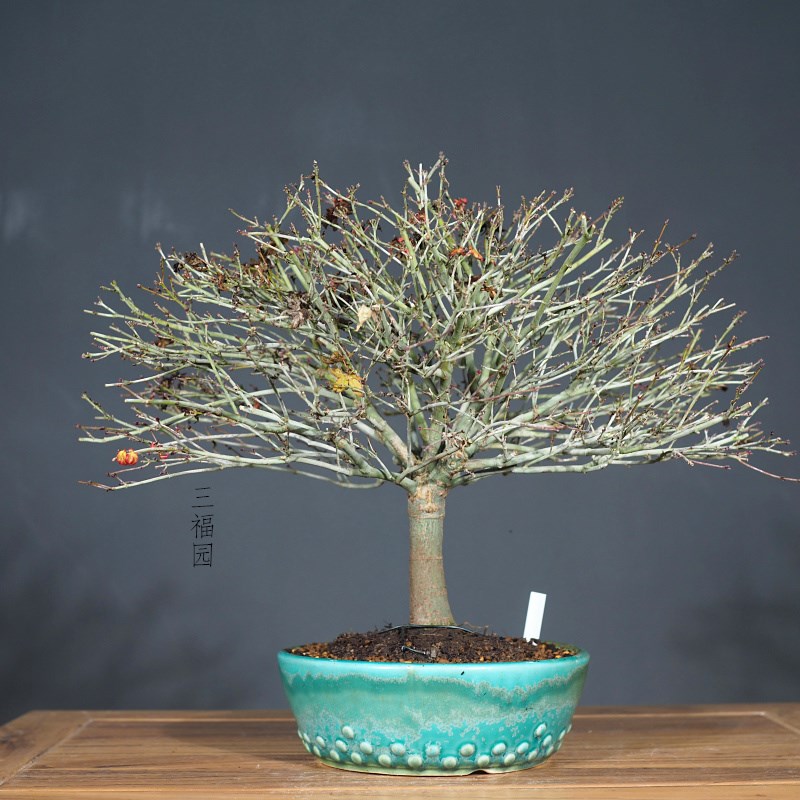 三福园日本清姬枫树小品盆景盆栽