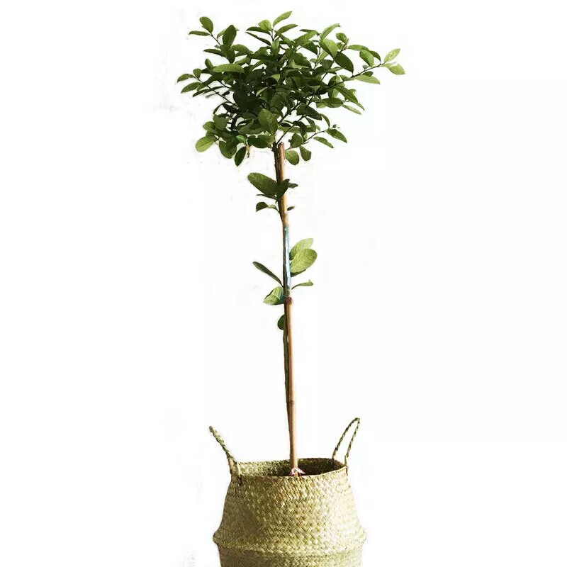 香水柠檬树盆栽网红室外大型w尤力克香水味棒棒糖造型北欧风格植