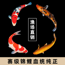 现货速发锦鲤活鱼纯种日本大正三色冷水鱼好养耐活鱼苗大型淡水观