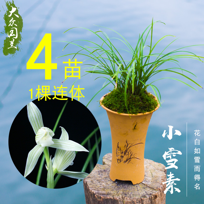 兰花盆栽植物莲瓣兰小雪素名贵细叶兰花苗S兰草带花苞好养