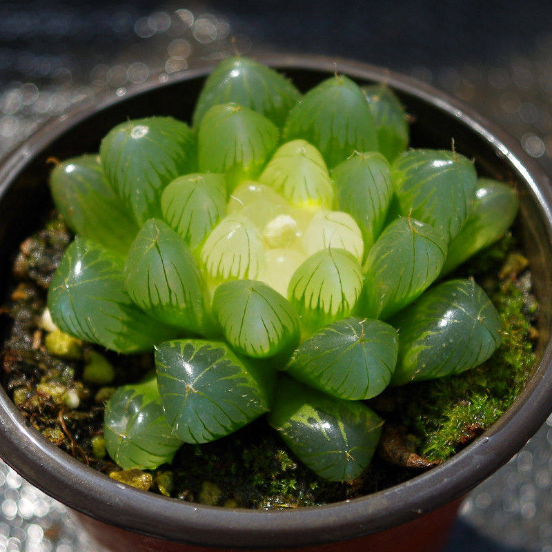 玉露宝莲灯玉露锦彩色药锦多肉植物稀有罕见品种大v颗玉扇锦防辐