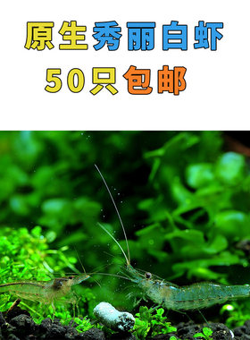 秀丽白虾冷水观赏虾白虾工具虾丝藻钢毛藻绿藻除藻虾广东