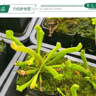 垂花太阳瓶子草稀有品种猪笼草捕蝇草瓶子草茅膏菜