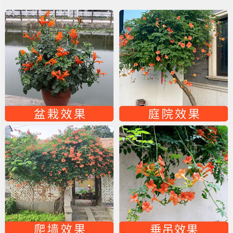 爬墙凌霄花大苗多花攀爬炮仗喇叭花阳台庭院花园耐寒爬藤开花植物
