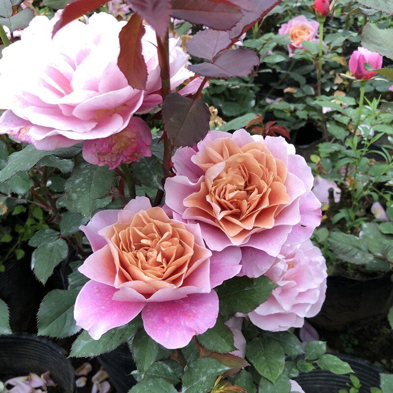 遥远的鼓声月季苗遥鼓 庭院阳台古铜色混合变色 浓香多季节月季