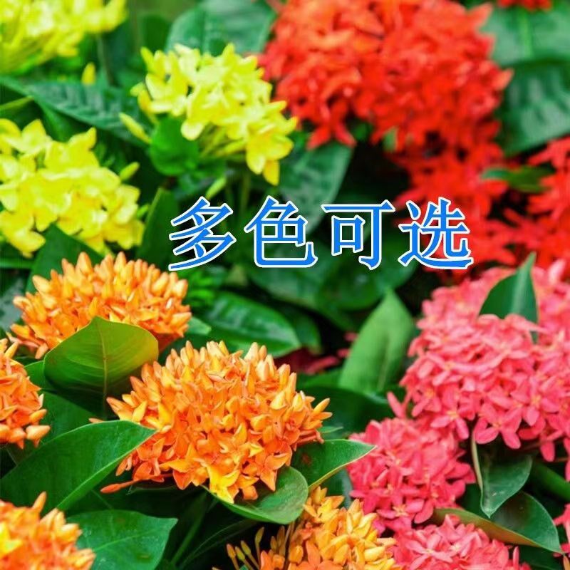 小叶龙船花带花苞花栽植绿阳台四季开花室外庭院植物绿化绣球盆苗