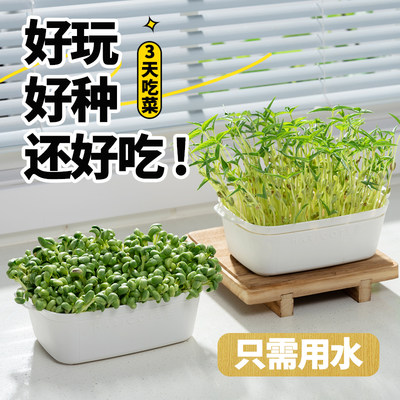 极速日本进口豌豆苗发芽盆绿豆芽栽培器蔬菜猫草种植无土水培育苗