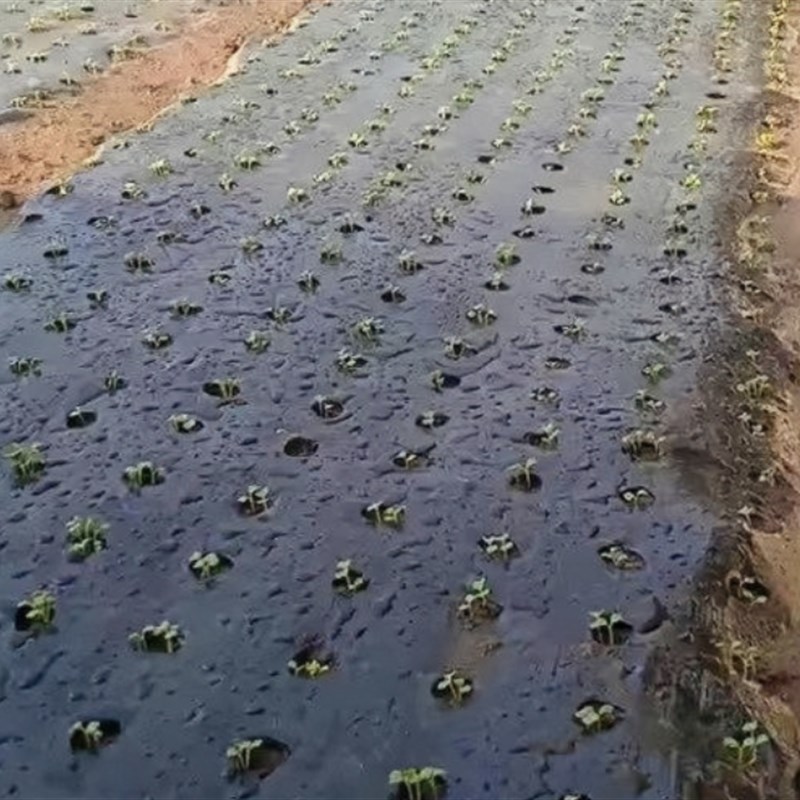 农用地膜农业薄膜葱洋葱专用黑色打孔地膜防草除草保湿银黑反光膜