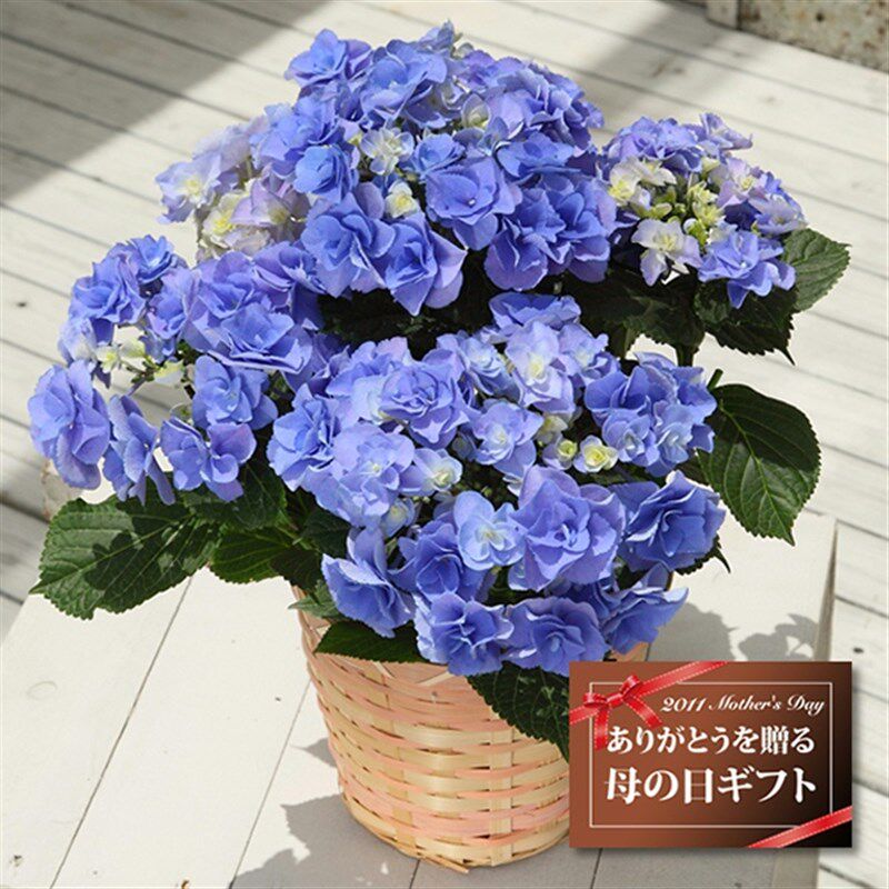 厂家妖精之瞳绣球花大p苗盆栽阳台庭院地栽花卉八仙花花园四季大