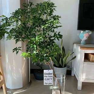 Gy美男树水培绿植物鲜切枝马醉y木吊钟平替室内ins北欧风花卉在树