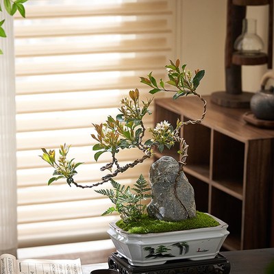 附石春花盆景海岛小叶春花室内客厅茶室好养禅意悬崖临水造型盆栽