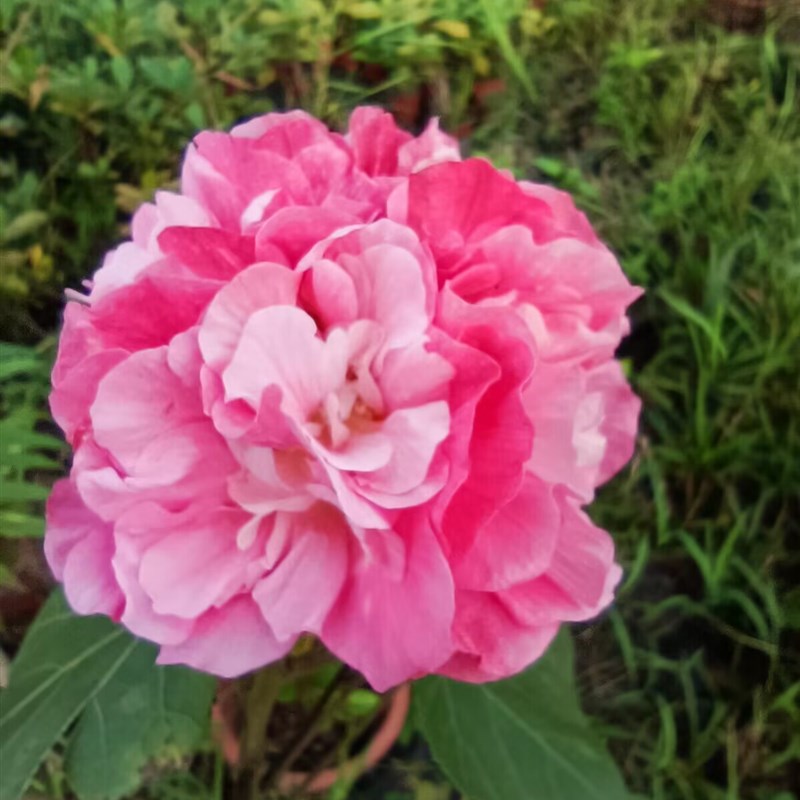 阳台庭院木本观花花卉盆栽 变色千瓣木芙蓉花 花瓣重重叠叠多层