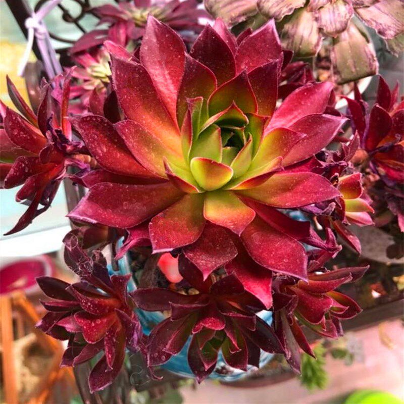 法师新三仙孔雀多肉法师群生手捧花贵货多肉植物老桩花卉绿植