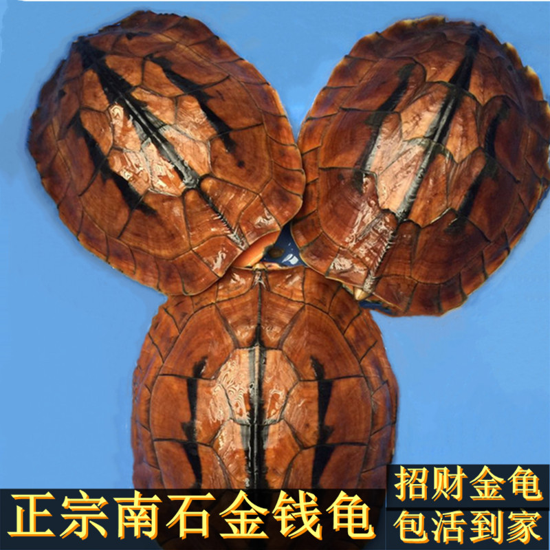 速发正宗纯种南石金钱龟招财北石龟大乌龟稀有宠物观赏黄喉小乌龟