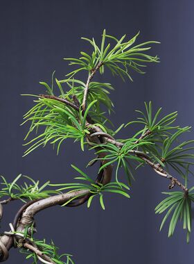 金钱松盆景室内悬崖临水造型禅意老桩绿植落羽杉茶几茶台古树盆栽