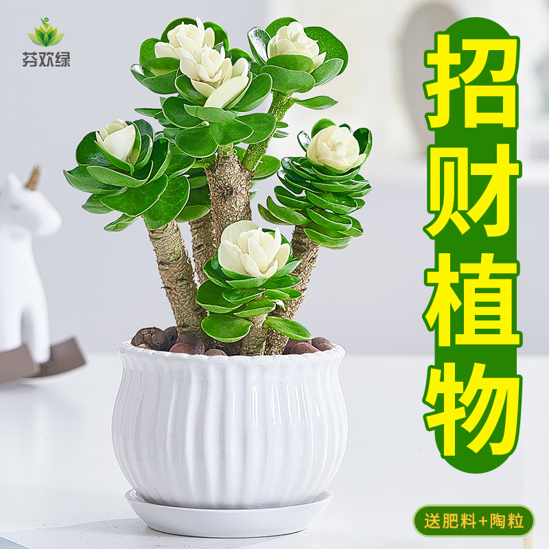 新品金钱木老桩带锦多肉植物盆栽花卉室内花招财盆景办Z公室好养