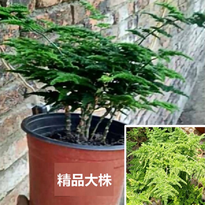 唐山云竹盆景包i邮自产自销原盆唐山文竹文竹球云矮生文竹盆