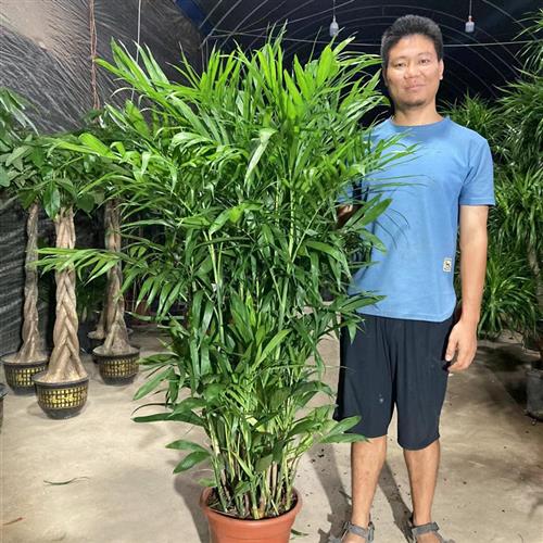 新品散尾葵凤尾竹富贵椰子袖珍小苗大型盆栽绿植物室内客厅花卉吸