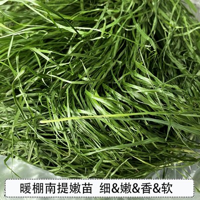 提摩西草 21年头茬暖棚南提嫩苗烘烤提草北提兔子磨牙Y健肠胃牧草