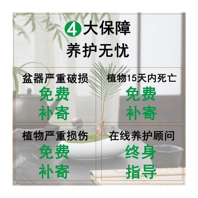 红磷蕨盆栽苔藓球水培植物一叶蕨类室内耐阴中式禅意盆景桌面绿植