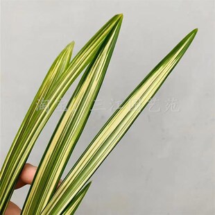 兰花苗建兰福隆中透艺金边兰花艺草艺兰客厅庭院桌面花卉绿植美观