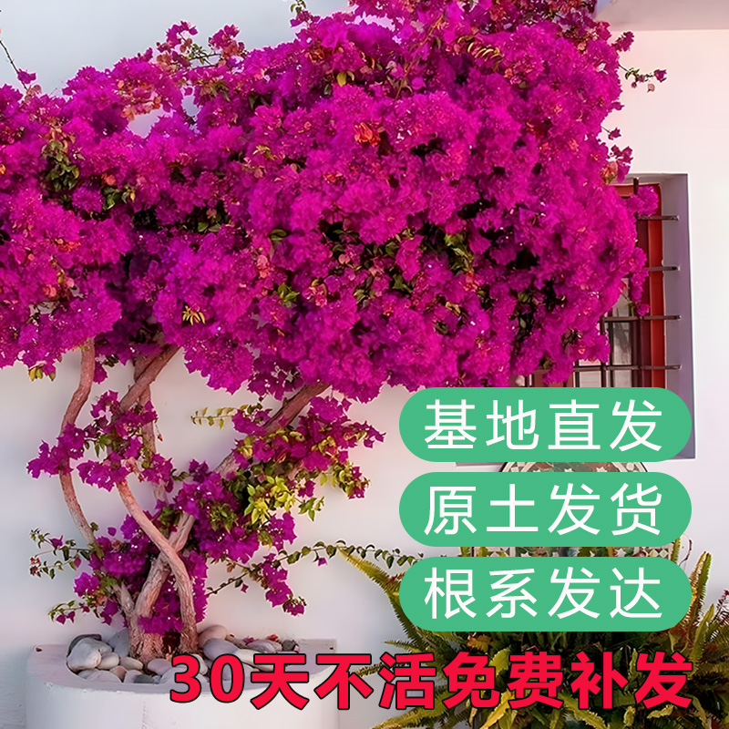 三角梅带花发货6年苗盆栽绿樱庭院四季开花重瓣花卉爬藤花苗绿植