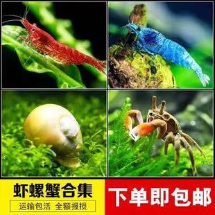 观赏虾水族淡h水鲜活小虾鱼缸除藻虾螺蟹清洁虾工具虾除藻