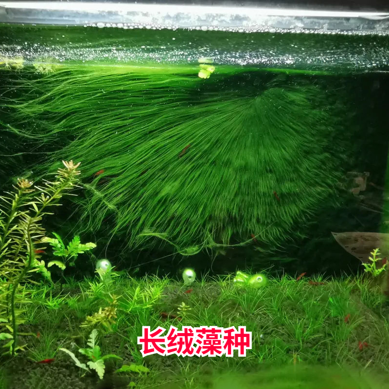 长绒藻短绒藻孢子引种藻种藻源活藻鱼缸造景鱼缸苏虾天然绿苔藻种