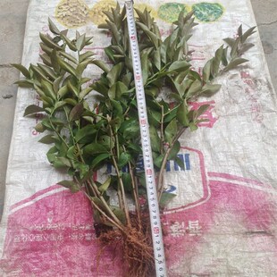 叶仙,叶仙人掌、木麒麟。嫁接蟹爪兰贴木。阳台。叶仙枝条。带根