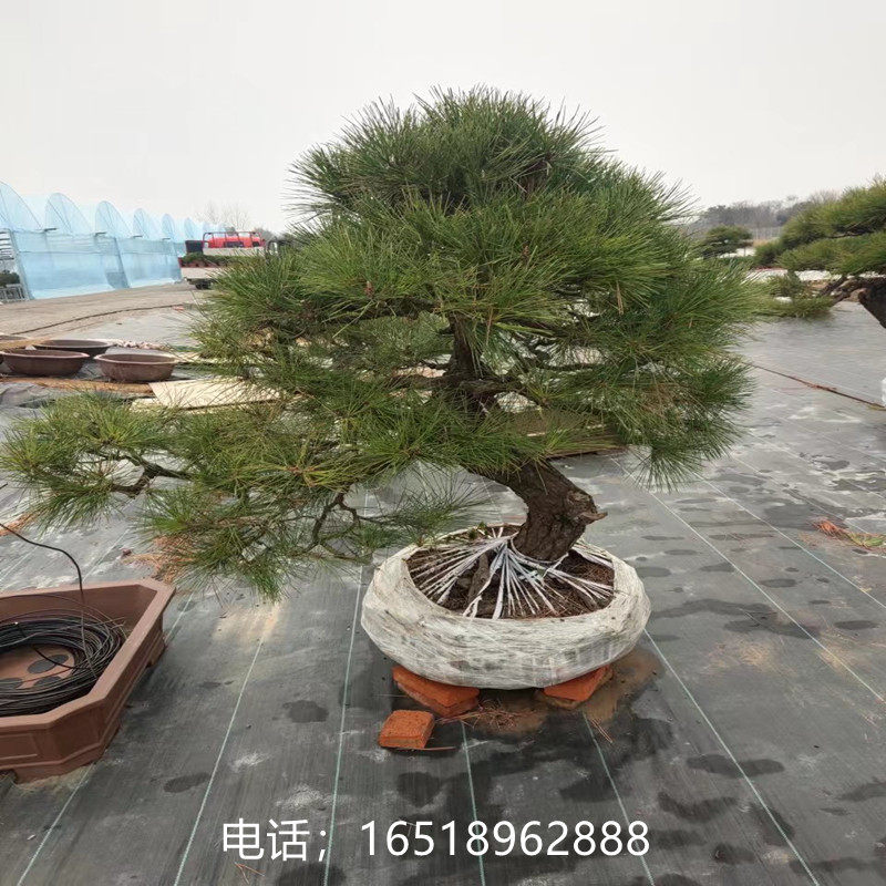 直销新品黑松造型树庭院盆景观叶别墅迎客l松地景造型不落叶耐寒