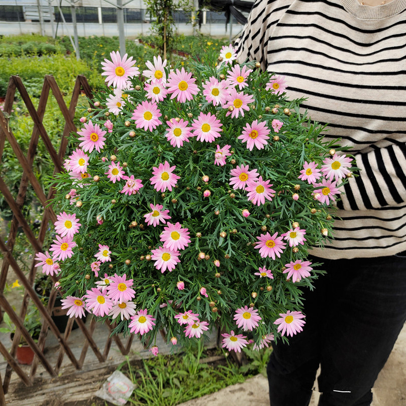 玛格丽特盆栽花苗重瓣带花糖果小雏菊室外阳台四季耐寒花卉花期久
