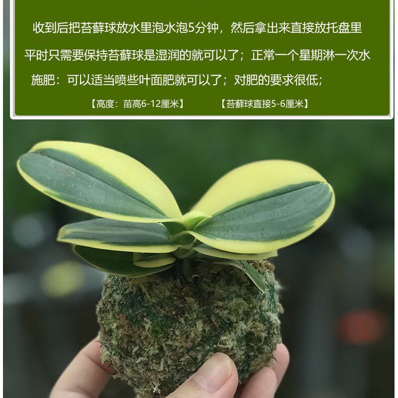 金边迷你金叶咖啡蝴蝶兰苔藓球冬季带花苞可水培室内花卉绿植物花