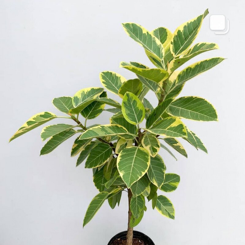 青叶橡皮树黄金榕高山榕树花叶富贵榕北欧风网红ins绿植室内