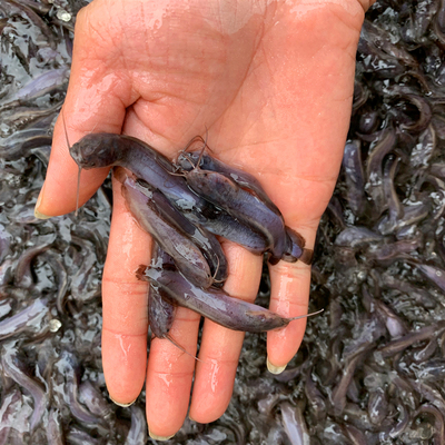 速发本地塘角鱼淡水养殖革胡子鲶鱼三黄塘鲺超好养耐活土鲶鱼塘鲺