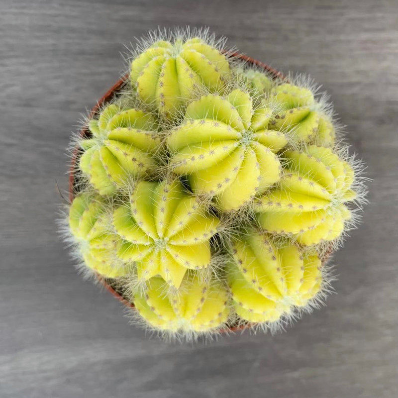 多头黄银光会开花的仙人球室内桌面净化空气o组合盆栽防辐射仙人