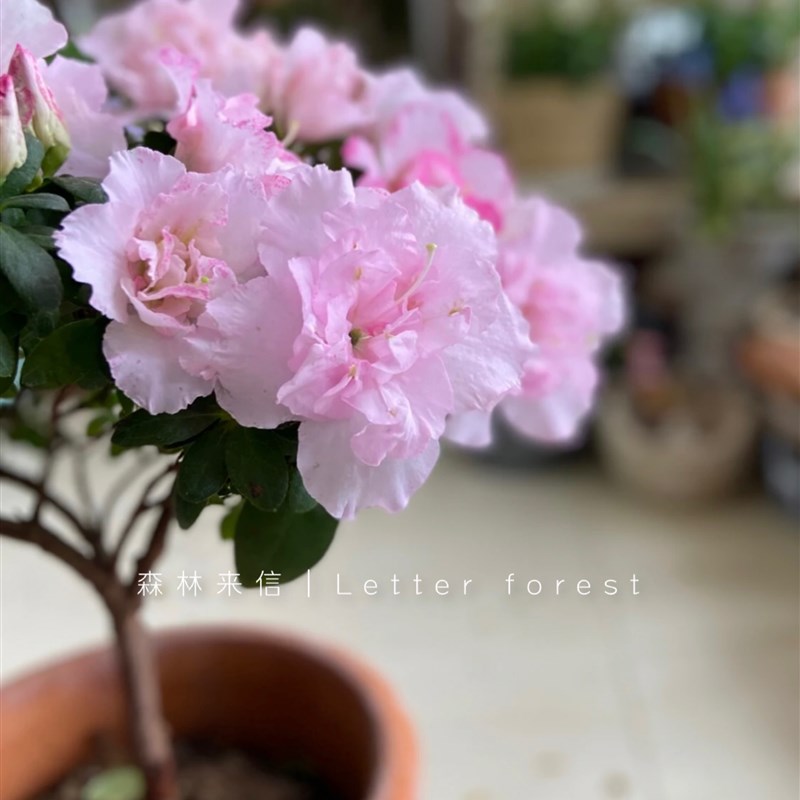 西洋杜鹃比利时杜鹃盆栽四季开花室内阳台庭院观花盆栽花卉植物