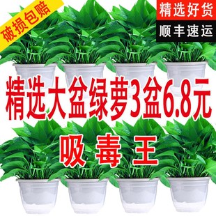 绿萝盆栽室内除甲醛植物办公室金钻绿植净化空气花卉长藤大叶绿箩