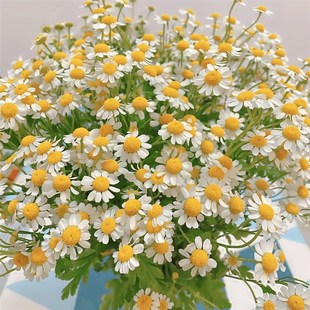 百搭配草尤加利叶单枝黄莺草蓝星花洋甘菊喷泉草新鲜配草云南直发