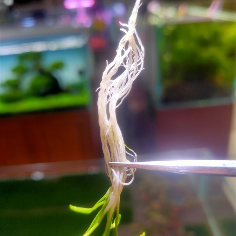 小众高货鱼缸造景前景活体水草前景 迷你椒草 可以蔓延成草皮 生