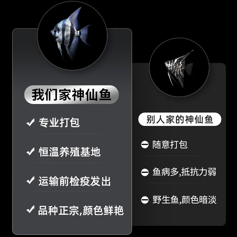 速发神仙鱼活鱼大型燕鱼秘鲁三色热带观赏鱼七彩神仙鱼苗小型淡水