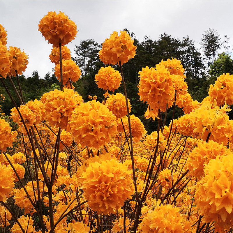 有寻植物 杜f鹃花羊踯躅灌木庭院地栽树苗网红阳台盆栽花卉观花苗
