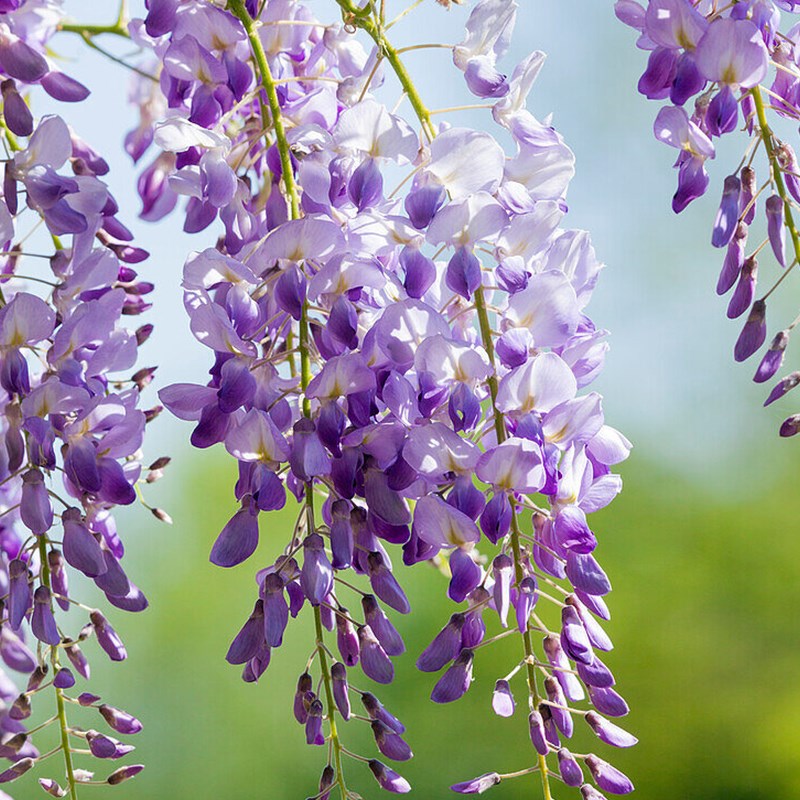 天狼 紫藤 庭院花园攀爬植物门廊架拱门藤本花卉植物